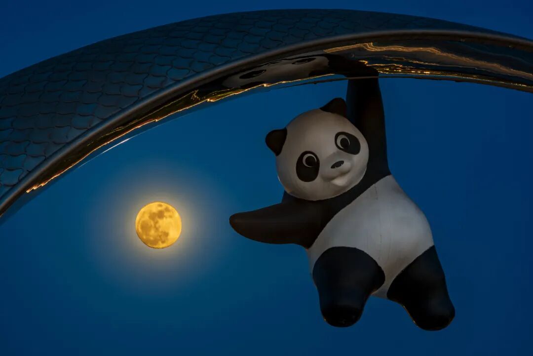 生命力爆棚！成都，出片率100%🥰插图42