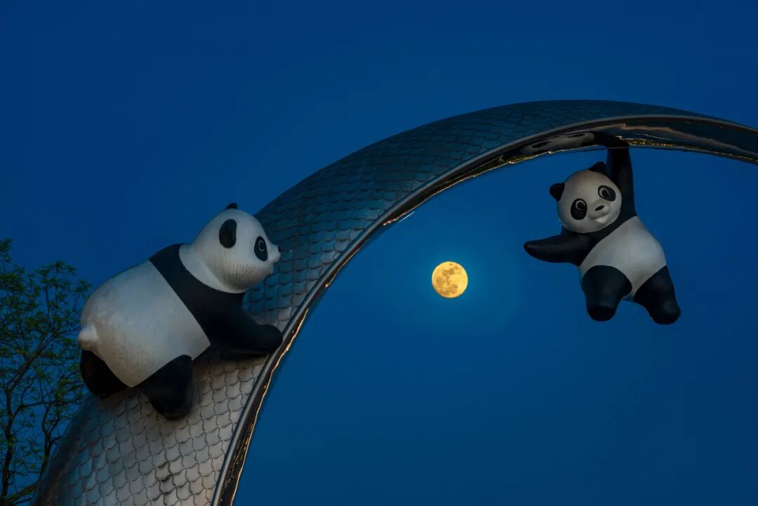 生命力爆棚！成都，出片率100%🥰插图40