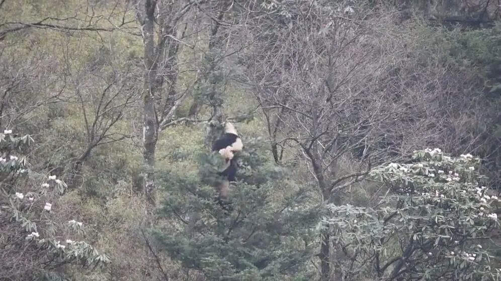 定了，第三届国家公园论坛将于8月18日-19日在成都举办插图2