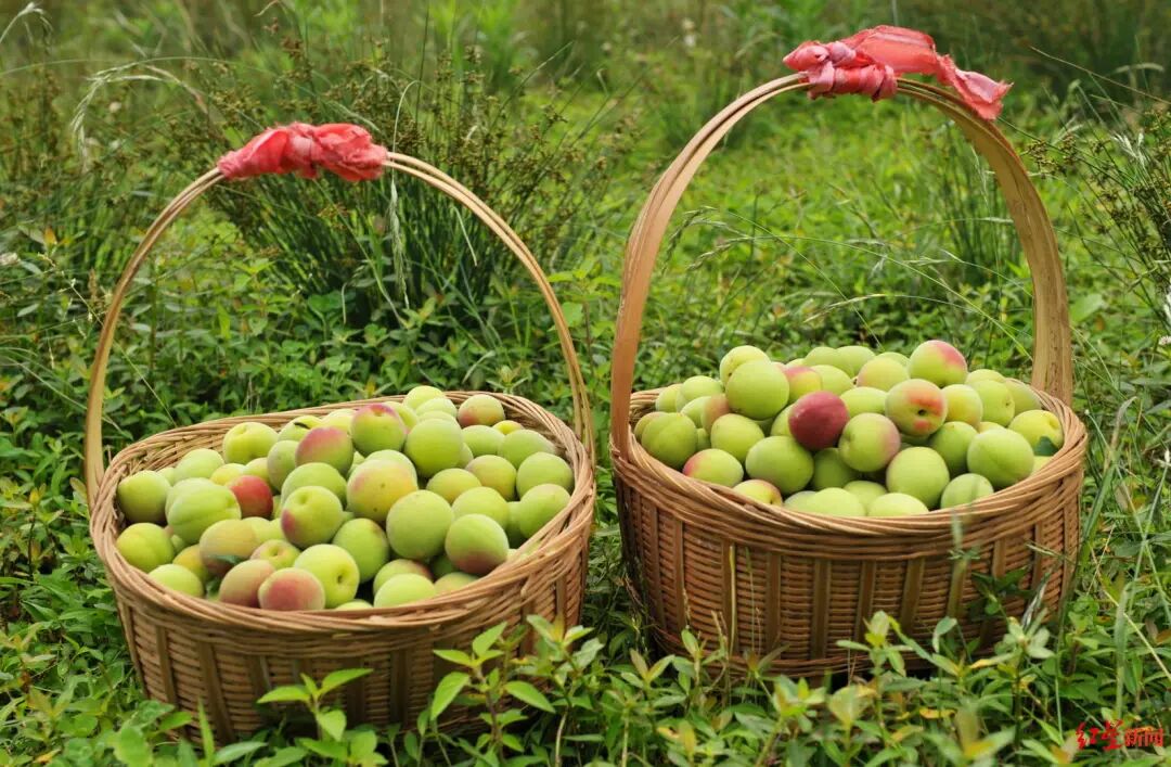 青梅“抢鲜”上市！这一口，不仅酸甜……插图1