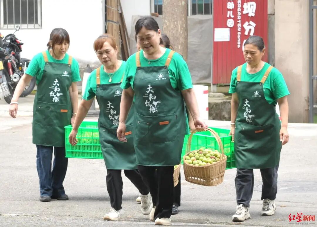 青梅“抢鲜”上市！这一口，不仅酸甜……插图2