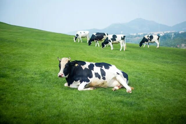 全面禁用！事关纯牛奶插图1