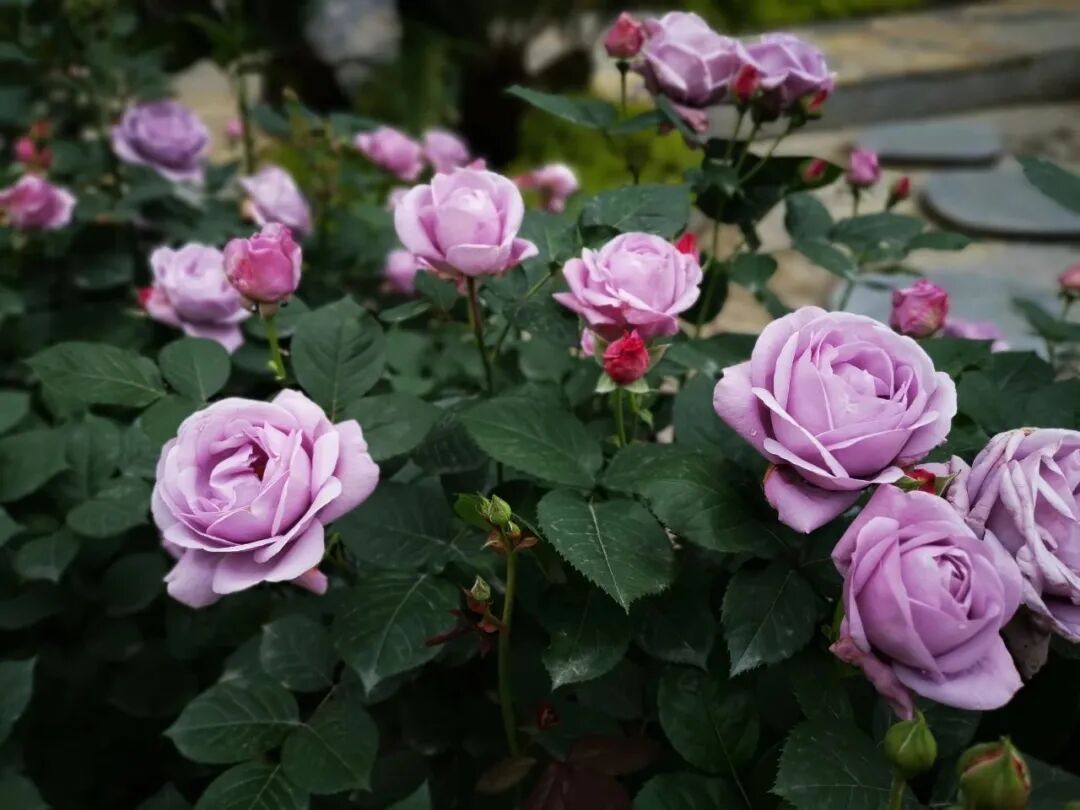 据悉,月季花期会持续到5月上旬喜欢的布粉们可千万记住了别错过最美