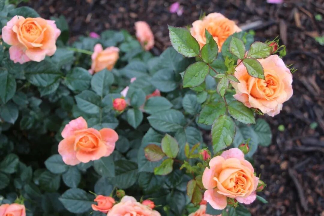 真宙蓝色风暴据悉,月季花期会持续到5月上旬喜欢的布粉们可千万记住了