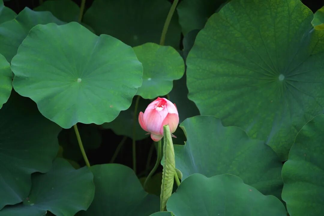 冲上热搜！成都人：这个我真熟！插图4