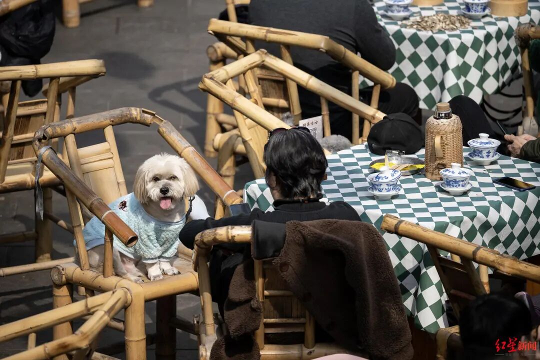 带宠物猫狗坐高铁，办理流程来了→插图1