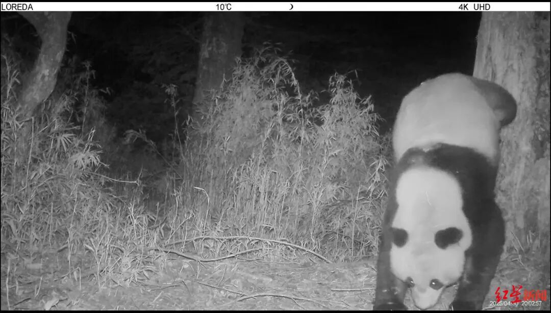 人，我在成都很想你🥰插图2