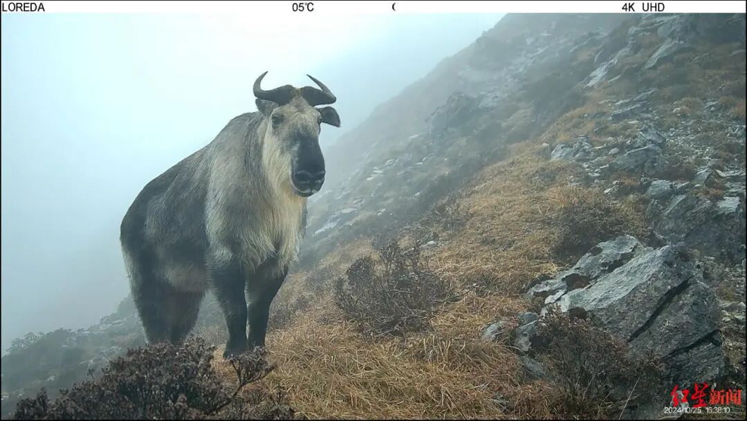 人，我在成都很想你🥰插图3