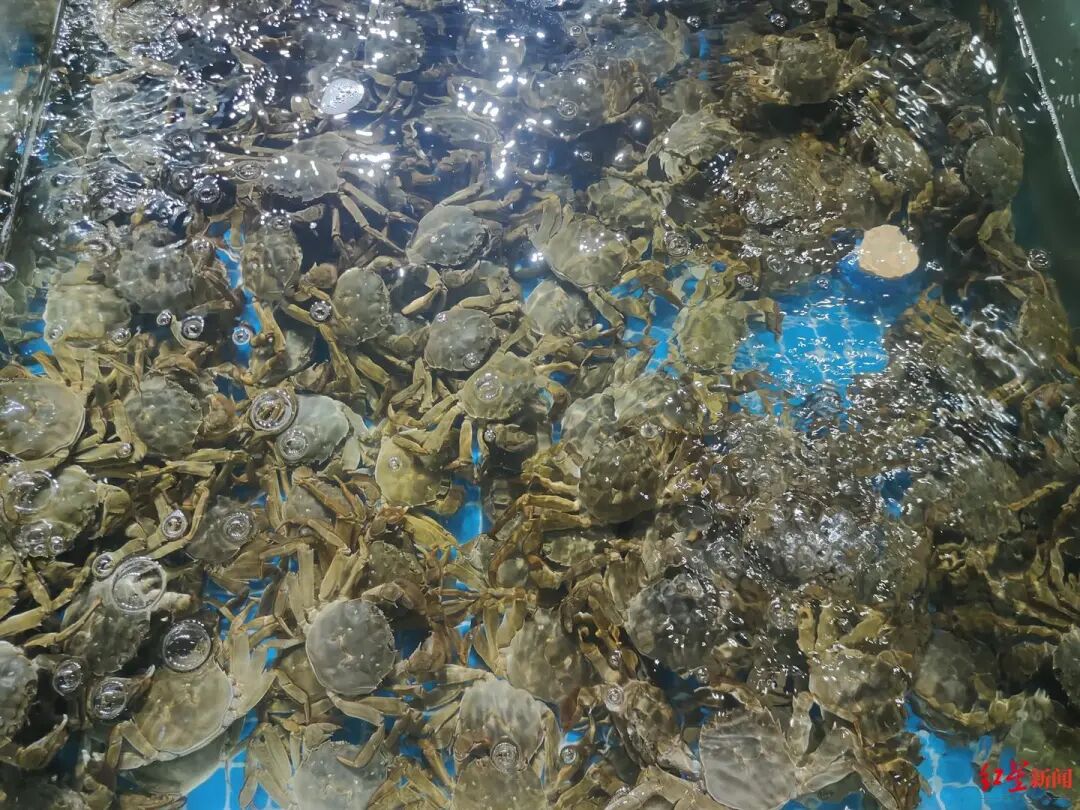 🦀价格将下降！即将大量上市，你爱吃吗？插图1