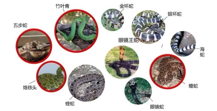 转存！四川省储备抗蛇毒血清医院名单来了插图6