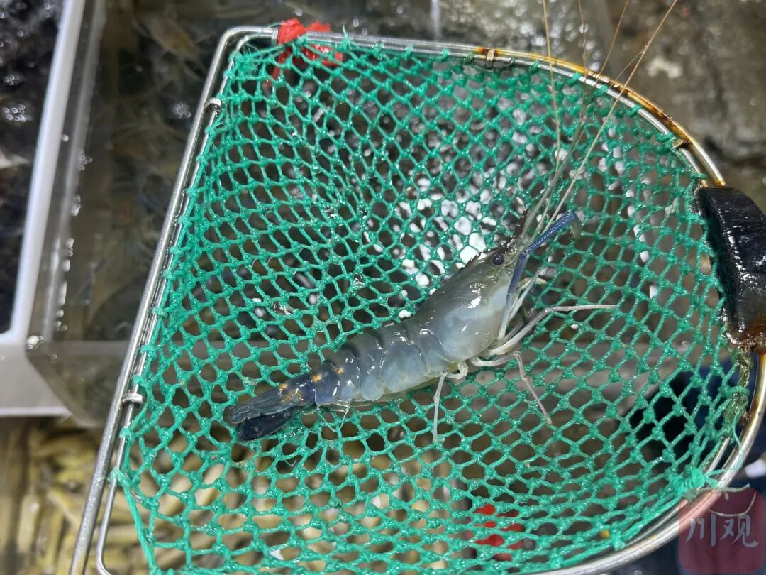 价格降了！爱吃这一口的成都人，冲！插图1