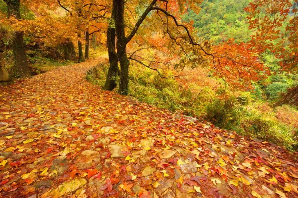 本周最低溫度降至8℃，今年浙江的楓葉紅比往年來得更晚些，這份賞楓預報請收好 旅遊 第19張