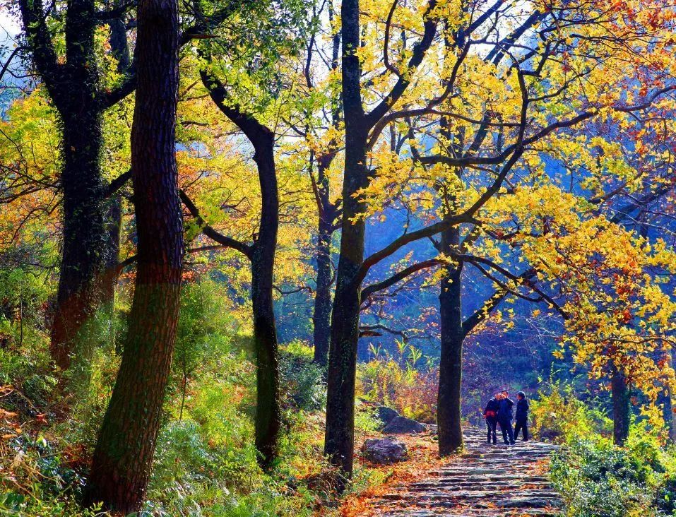 本周最低溫度降至8℃，今年浙江的楓葉紅比往年來得更晚些，這份賞楓預報請收好 旅遊 第20張