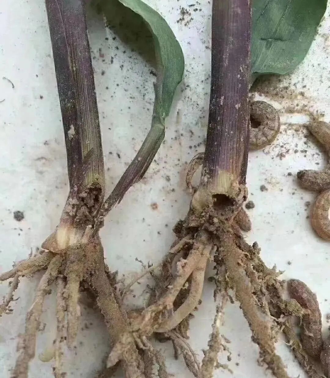 玉米地里的二点萎夜蛾该如何防治效果好