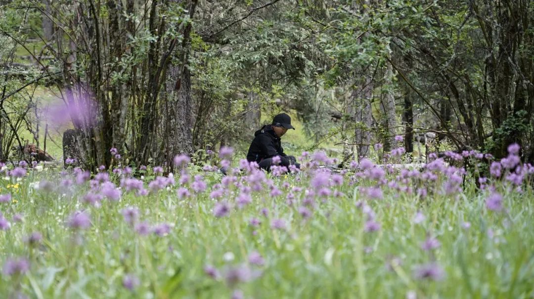 瞻仰神山，行走花海——第一屆格聶徒步大會 旅遊 第25張