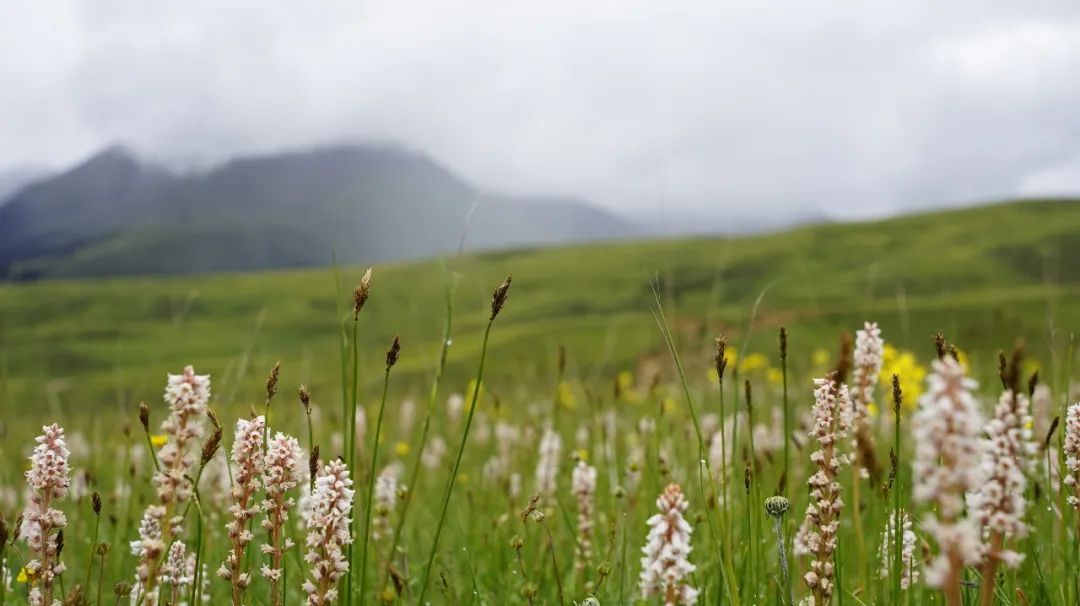 瞻仰神山，行走花海——第一屆格聶徒步大會 旅遊 第19張