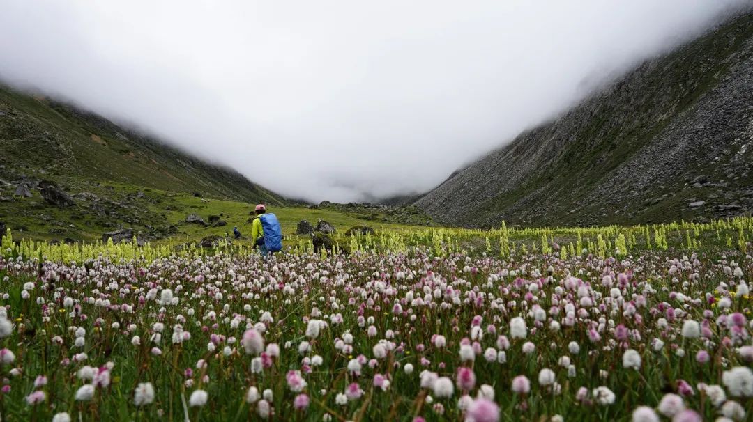 瞻仰神山，行走花海——第一屆格聶徒步大會 旅遊 第11張