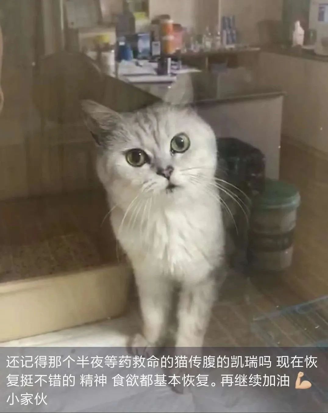 种草：贫民窟铲屎官面对高昂的猫传腹治疗费用应该如何应对_资讯_维宠 