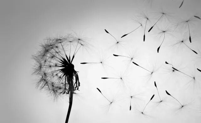 Ӱĵطһ: CSSA-UCLAйѧʾ