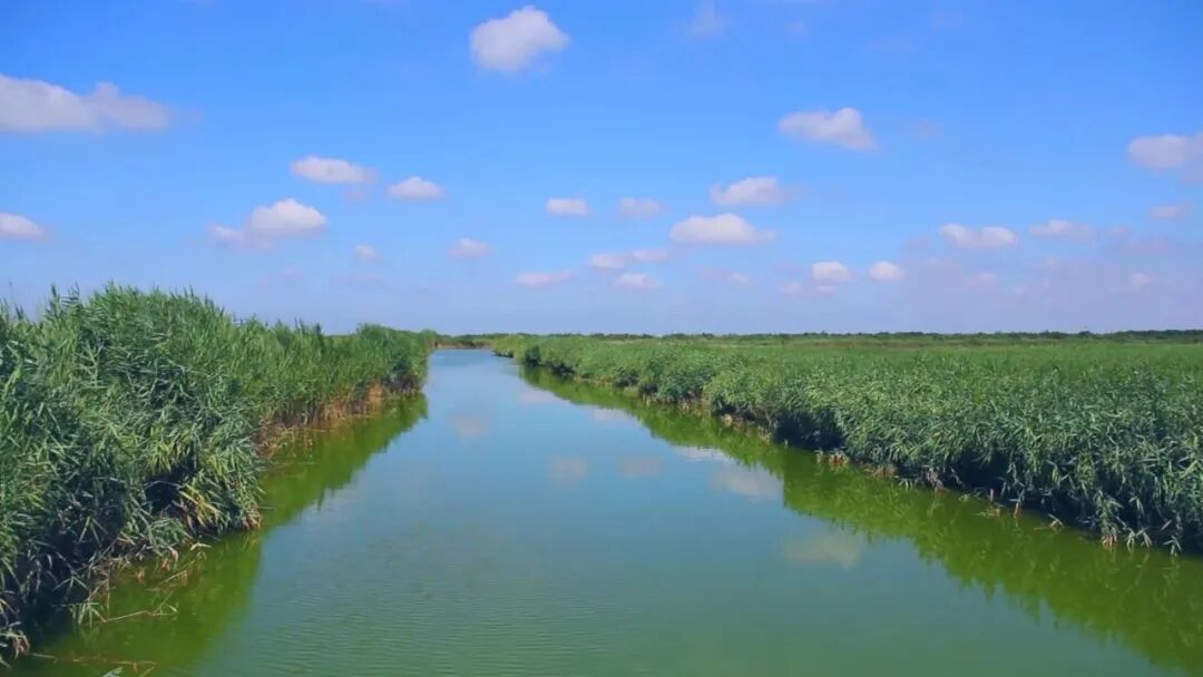 致使自然湿地面积缩减,水体盐度升高,水文连通受阻,严重影响了湿地