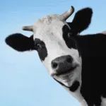 奶农刚赚两年钱，怎么突然又开始倒奶杀牛了？