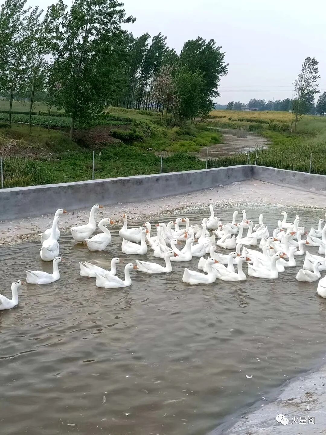 很香很下饭——泡椒鹅肉