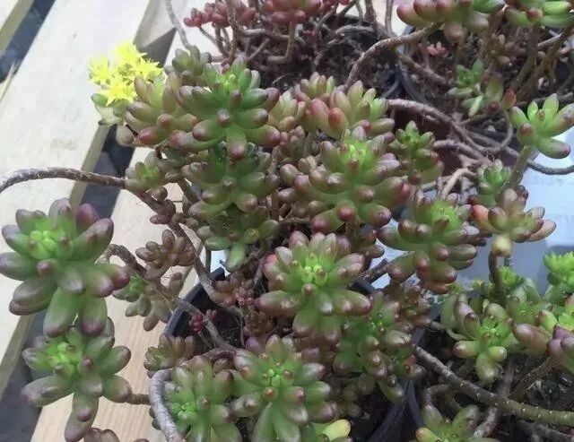 要使虹之玉变色加爆盆 这些你必须掌握 教你零基础学养花 微信公众号文章阅读 Wemp