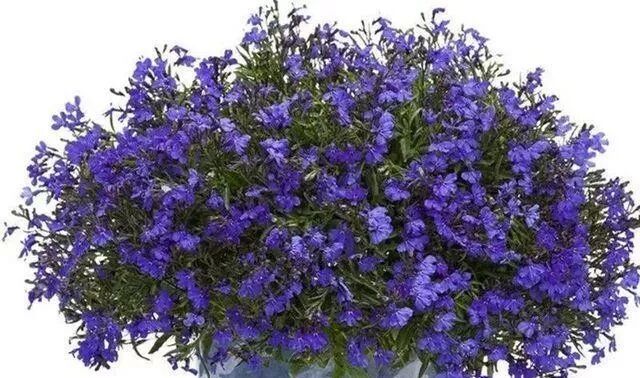 易世博娱乐城 Home