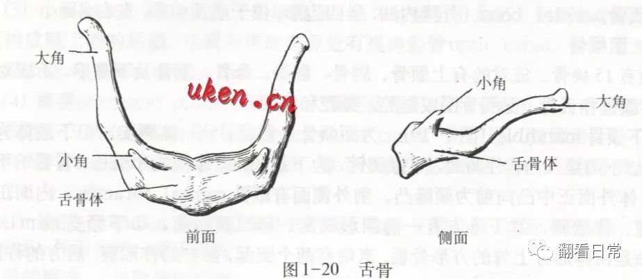 舌骨假阳性骨折12例分析 翻看日常 微信公众号文章阅读 Wemp