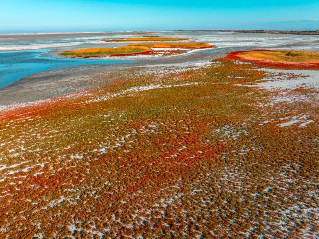 秋日艾比湖,色彩斑斓,令人心醉! -天山网 - 新疆新闻门户