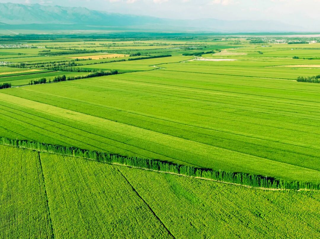 田野大片这就是博州最美的颜色