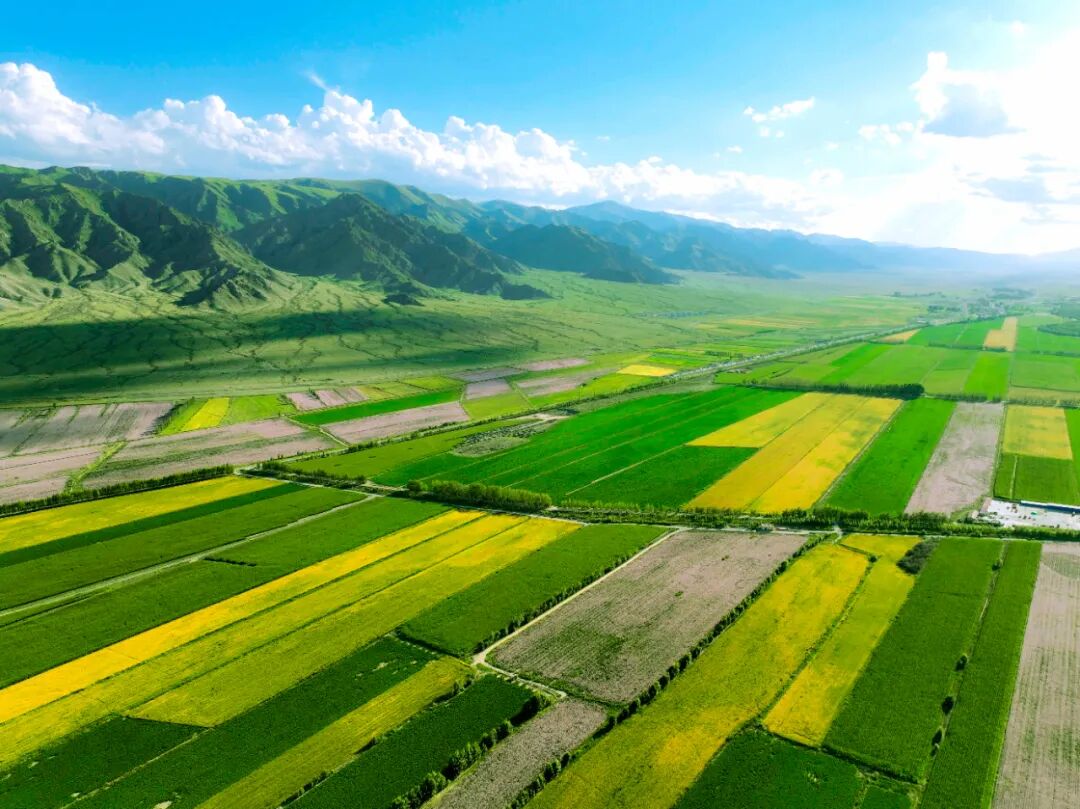 田野大片这就是博州最美的颜色