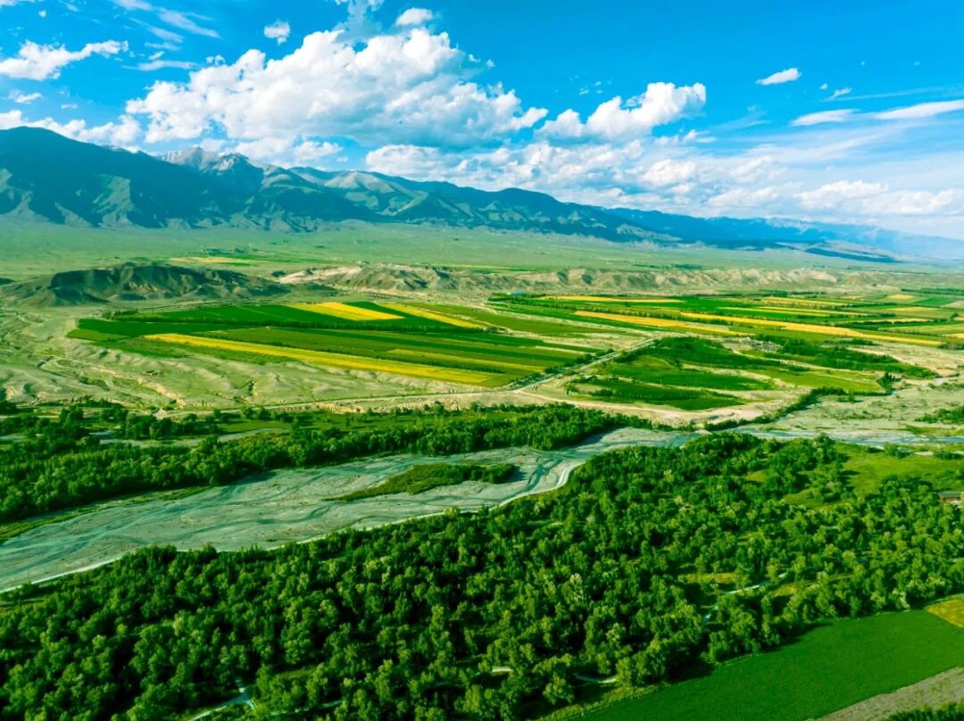 田野大片这就是博州最美的颜色