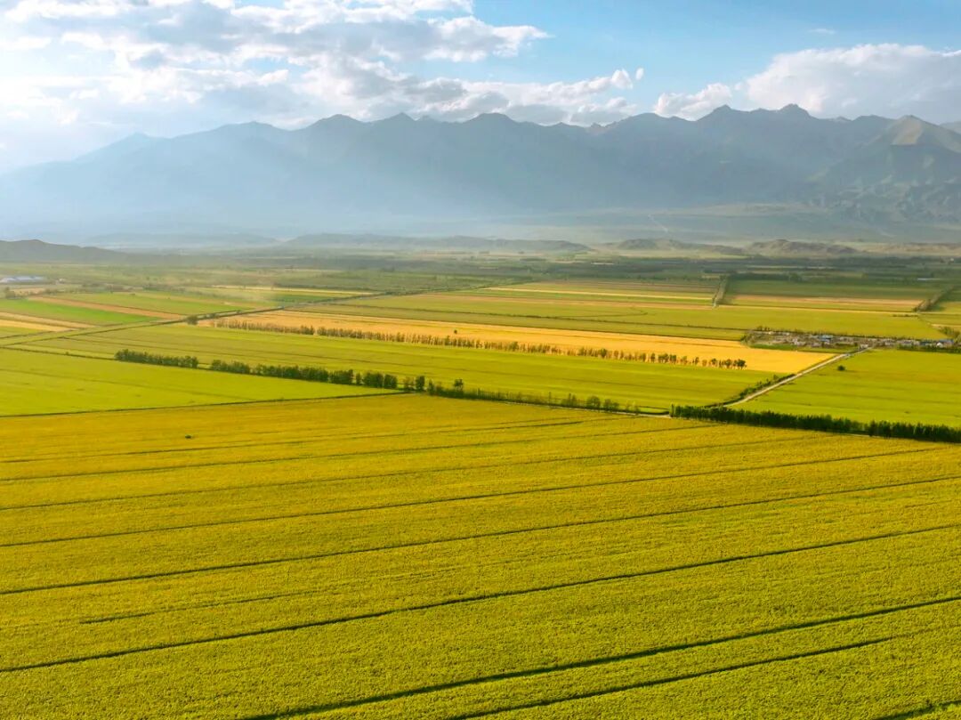 田野大片这就是博州最美的颜色