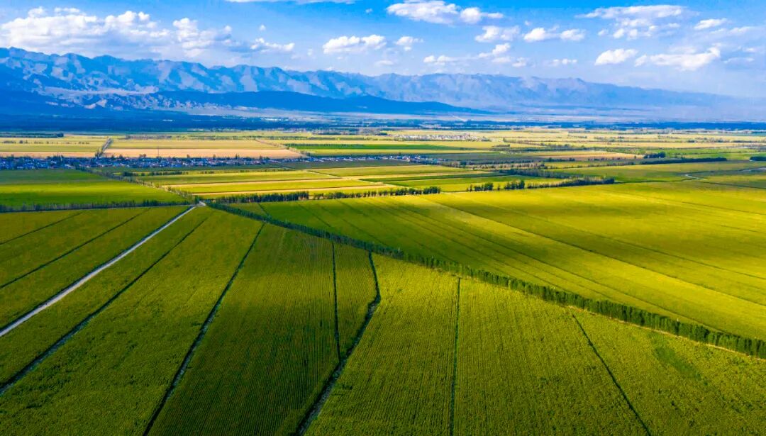 田野大片这就是博州最美的颜色