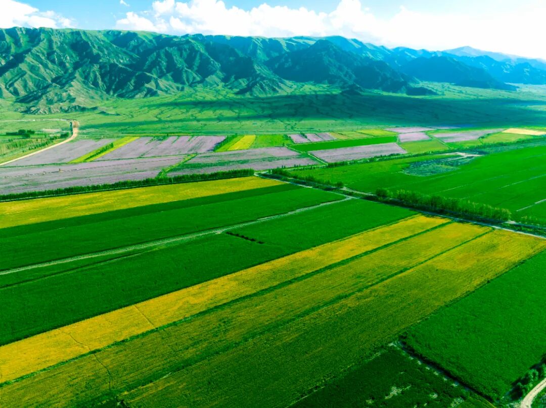 田野大片这就是博州最美的颜色