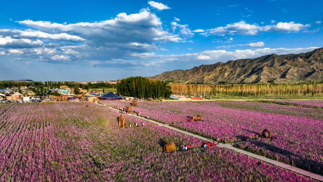 田野大片这就是博州最美的颜色