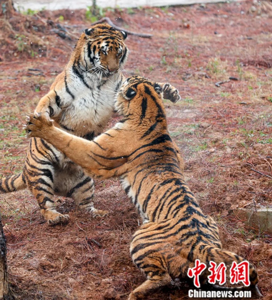 「地球指什么生肖」孙伯阳，虎年，老虎是怎么来的