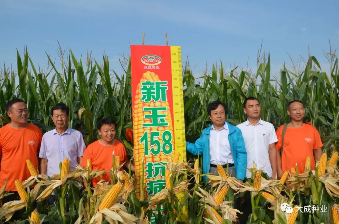 新玉158(审定编号:国审玉20190241)是一个"特殊"的玉米新品种:第一个