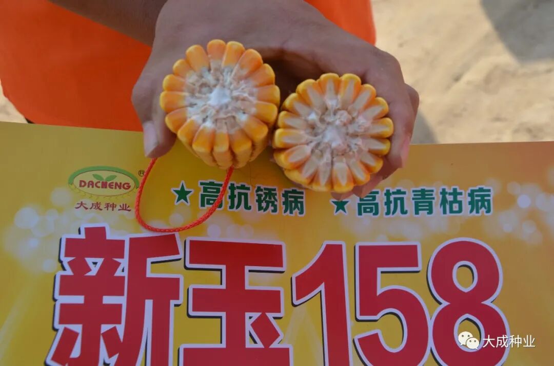 新玉158(审定编号:国审玉20190241)是一个"特殊"的玉米新品种:第一个