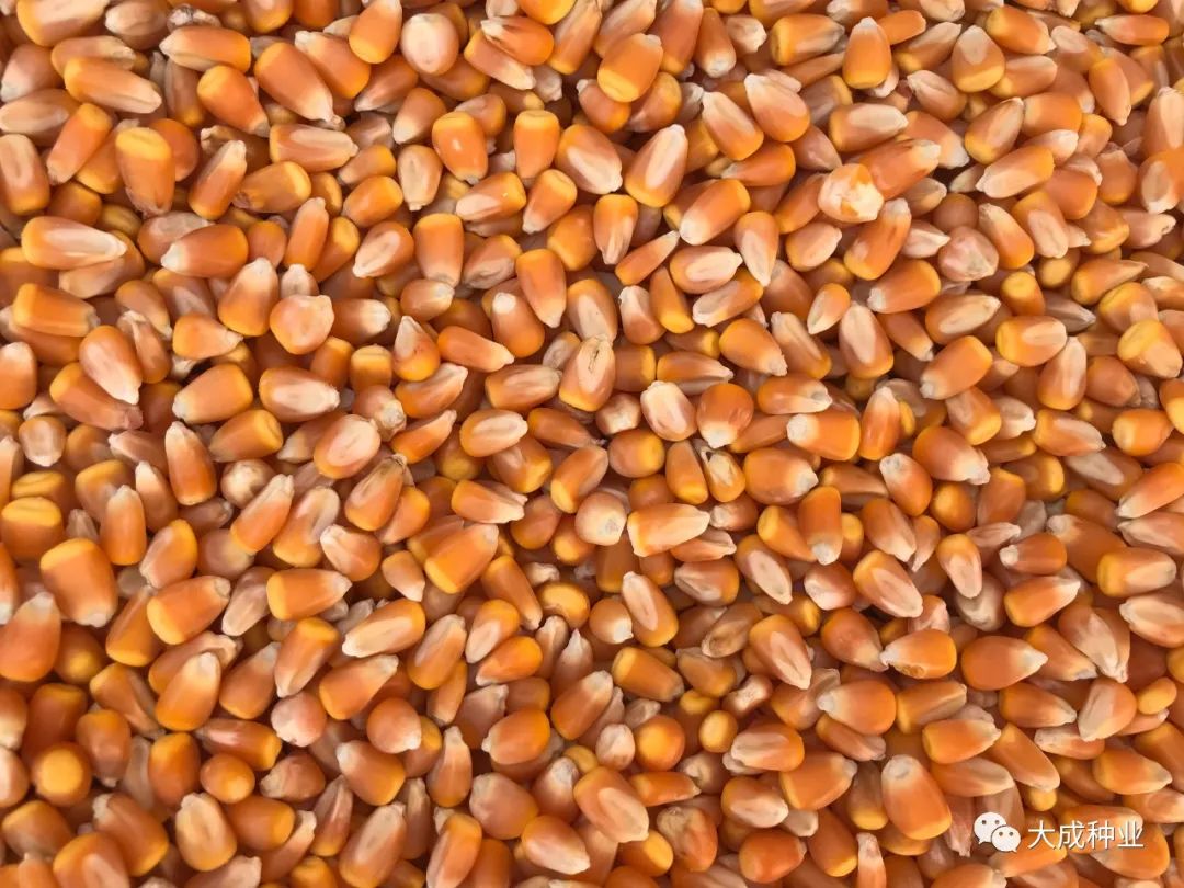 禾众玉11玉米新品种图片