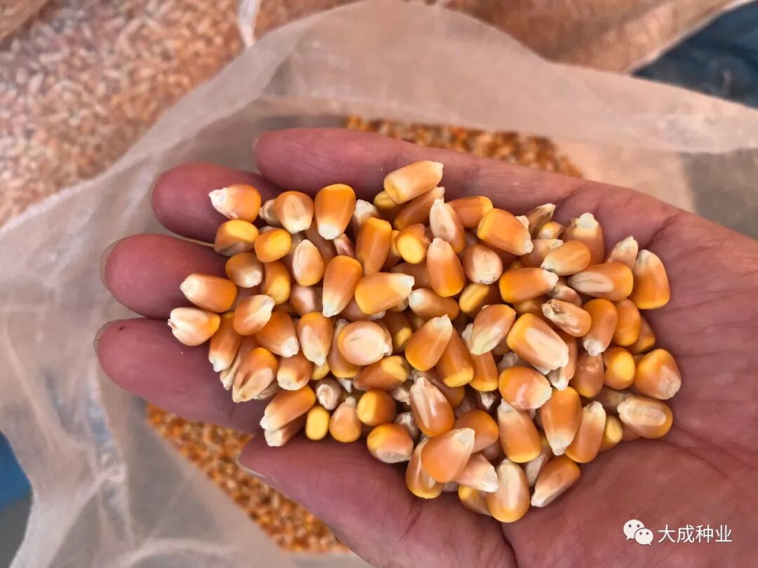 新玉158(审定编号:国审玉20190241)是一个"特殊"的玉米新品种:第一个