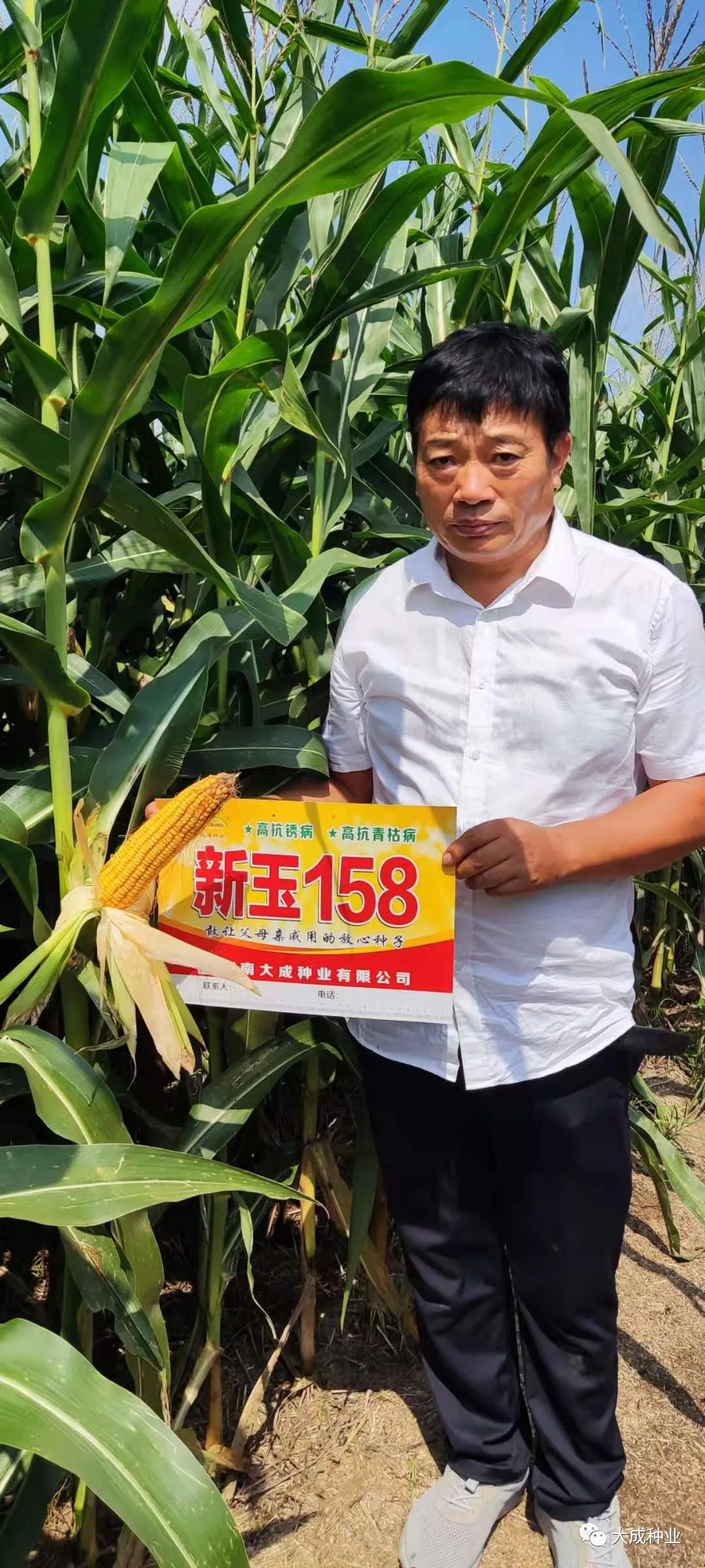 品种介绍1,新玉158特征特性:东华北中晚熟春玉米组出苗至成熟130.