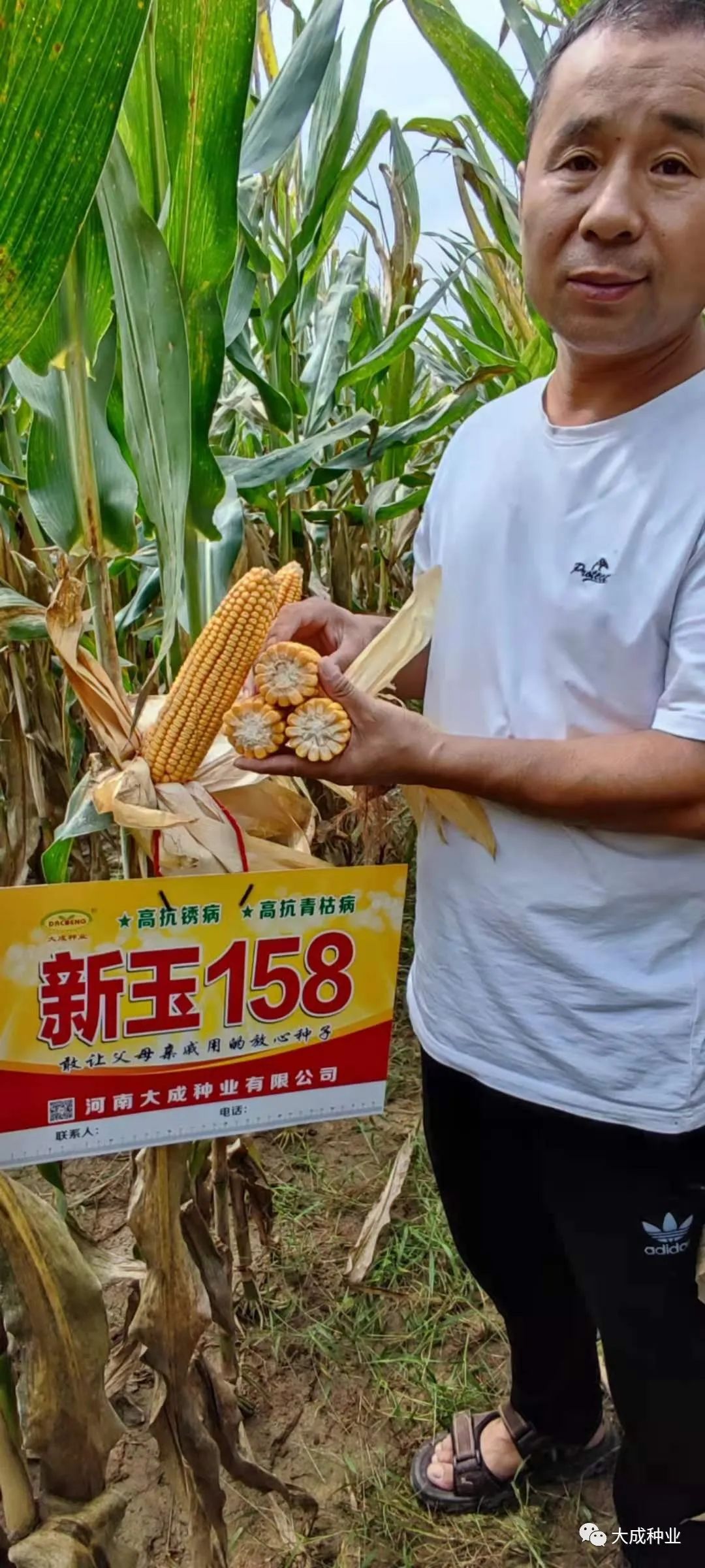 新玉158(审定编号:国审玉20190241)是一个特殊的玉米新品种:第一个