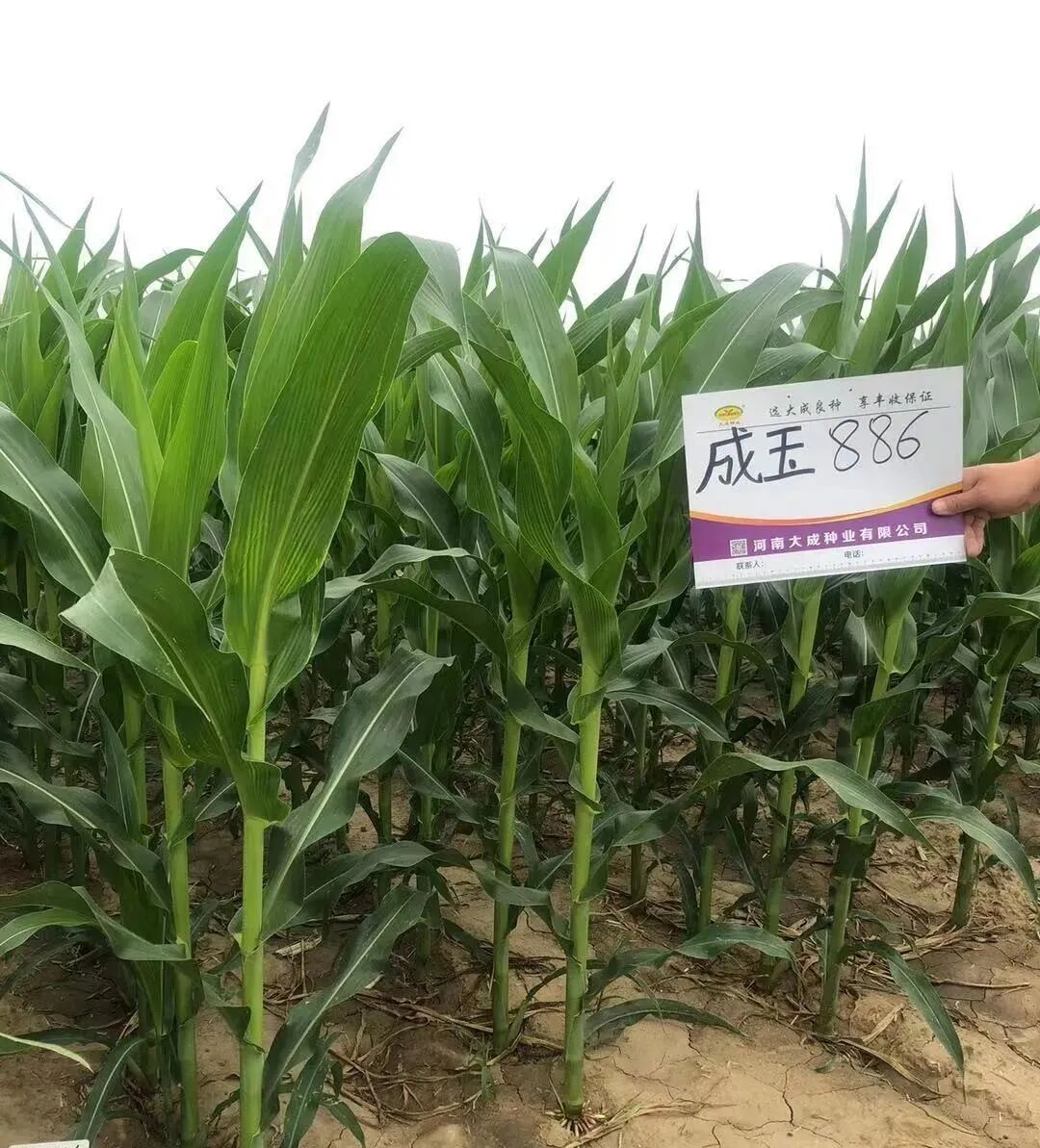 【玉米品种】河南省审定多省引种备案—成玉886—具有棒小叶,品质优的