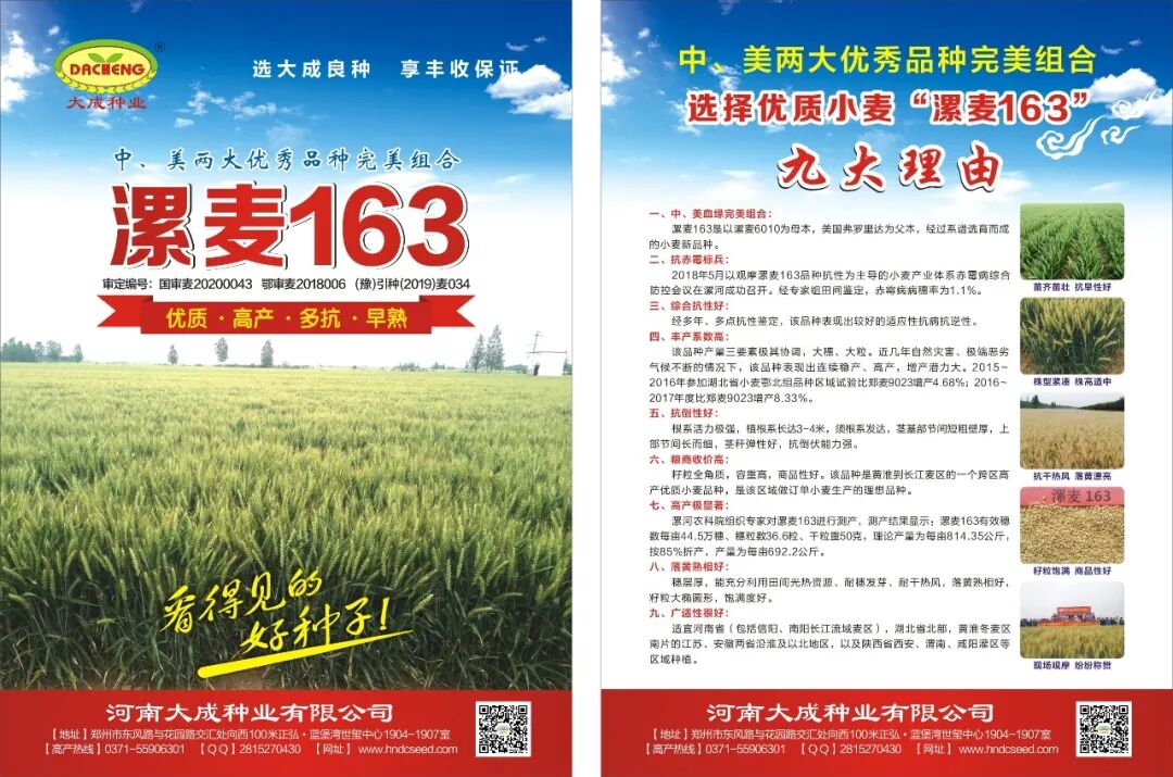 已通过黄淮海和湖北省审定,审定编号分别为:国审麦20200043和鄂审麦