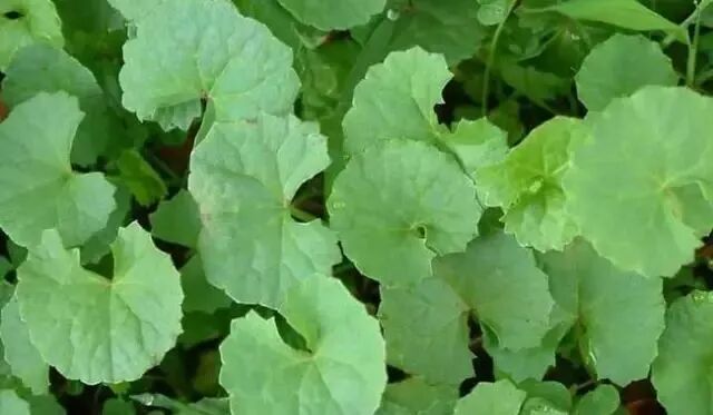 雷公根的药用功效