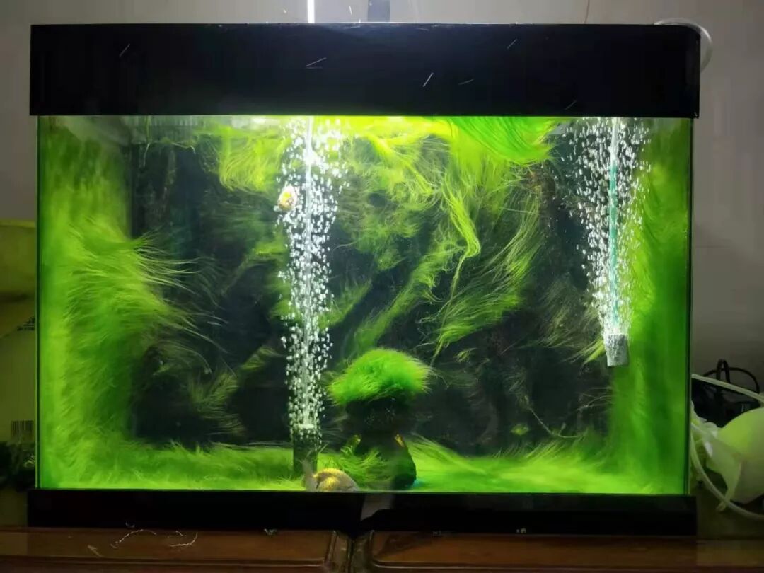 你们除藻我爆藻 齐天大圣丝藻缸 龙巅水草 微信公众号文章阅读 Wemp