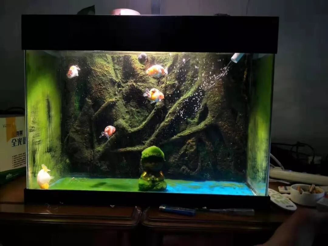 你们除藻我爆藻 齐天大圣丝藻缸 龙巅水草 微信公众号文章阅读 Wemp