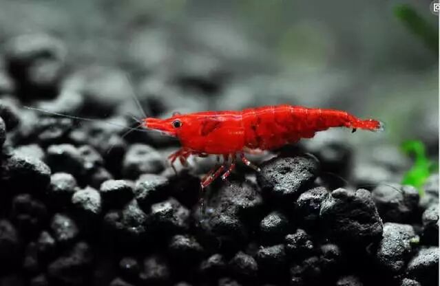 水草缸的绝配 极火虾 水草学堂 微信公众号文章阅读 Wemp